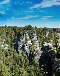 Trees growing on rock against sky