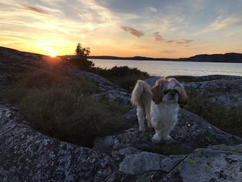 Dog on rock against sky during sunset
