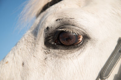 Close-up portrait of a dog