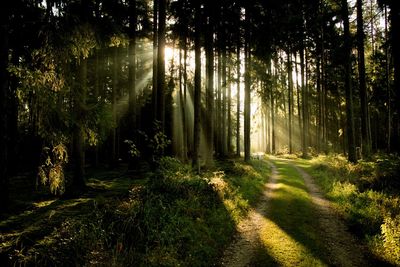 Trees growing in forest