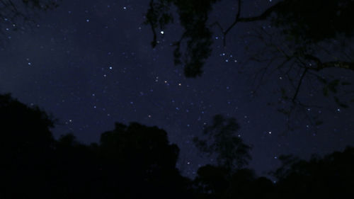 Low angle view of silhouette trees against sky at night