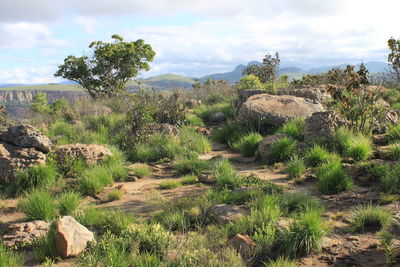 View of trees on landscape against sky