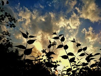 Low angle view of trees against sky