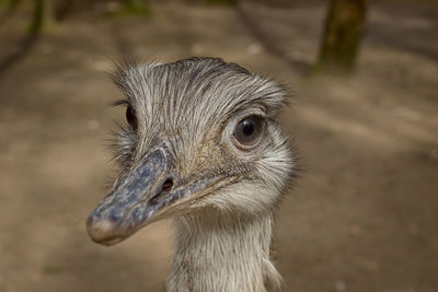 Close-up of ostrich outdoors