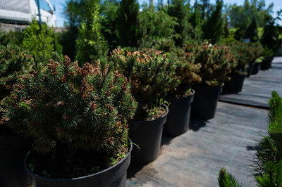 Close-up of potted plants in yard