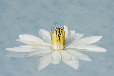 Close-up of white flower