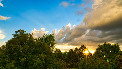 Low angle view of trees against sky during sunset