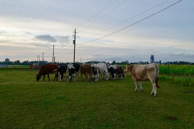 Cows grazing in a field