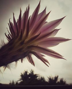 Close-up of flowers against clear sky