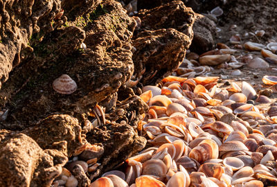 Close-up of stones on beach