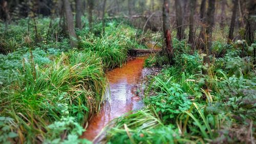 Plants growing in water