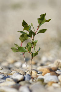 Black poplar sapling on the gravel bar