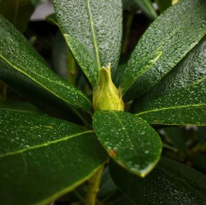 Close-up of leaves