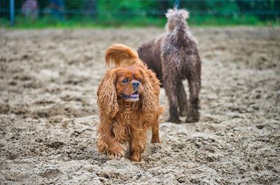 View of dog on field