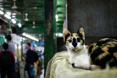 Close-up of cat looking at camera