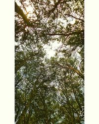 Low angle view of bamboo trees in forest