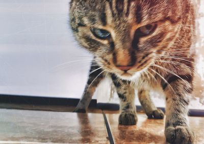 Close-up of cat