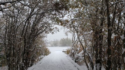 Trees on snow covered footpath during winter