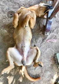 High angle view of dog sleeping