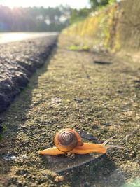 Close-up of snail