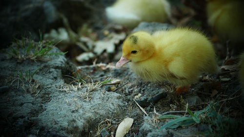 Close-up of a bird