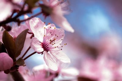 Close-up of pink cherry blossom