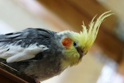 Close-up of bird in nest