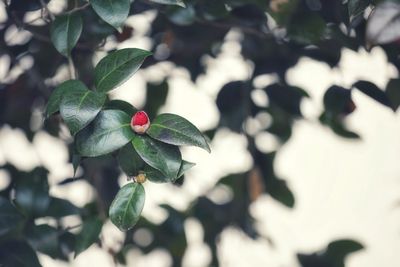 Close-up of red berries on plant