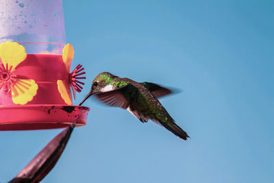 Low angle view of bird flying against sky