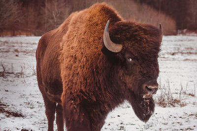 bison