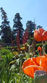 Close-up of orange poppy on field against sky