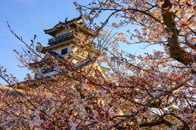 Low angle view of cherry tree by building against sky