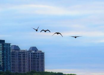 Low angle view of birds flying against sky