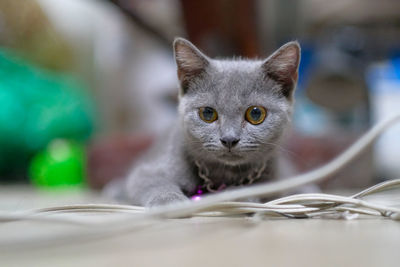 Close-up portrait of a cat at home