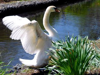 Close-up of swan in water