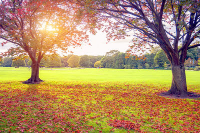 Trees in park during autumn