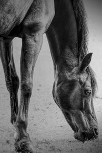 Close-up of horse on field