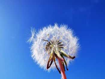 Close-up of dandelion against blue sky