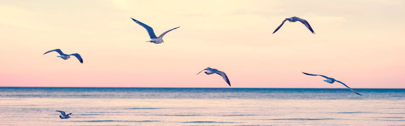 Seagulls flying over sea