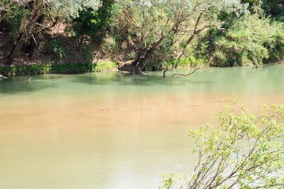 Scenic view of lake in forest