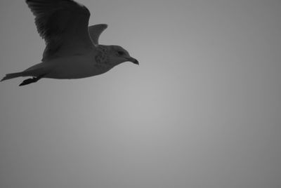 Low angle view of seagull flying