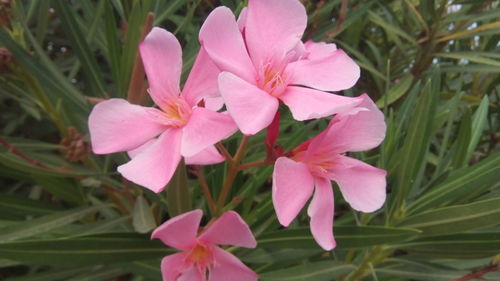 Close-up of pink flowering plant