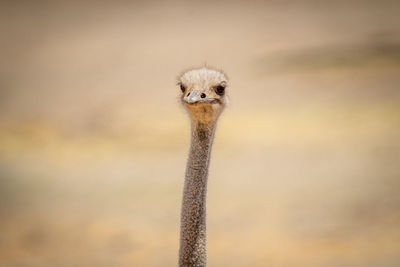 Close-up of female common ostrich in sun