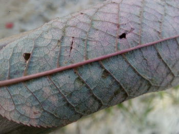 Close-up of lizard