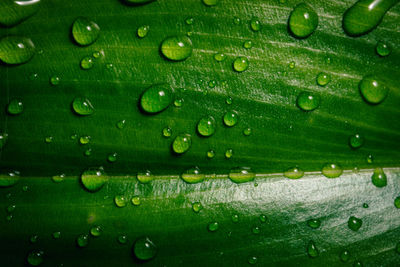 Full frame shot of raindrops on leaf