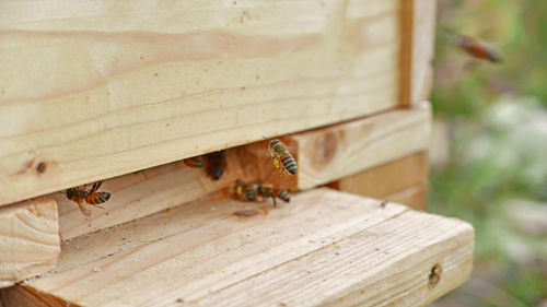 Worker bee brings pollen in the hive