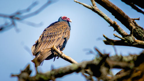 Low angle view of bird perching on branch against sky