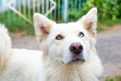 Close-up portrait of a white dog with heterochromia looking at the camera.