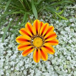 Close-up of yellow flower