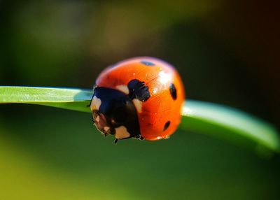 Close-up of ladybug on leaf